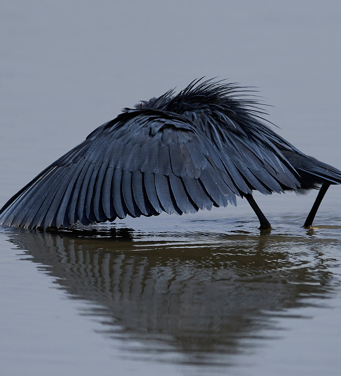 Sleek Shade for Designer Spaces Heron Black Umbrella