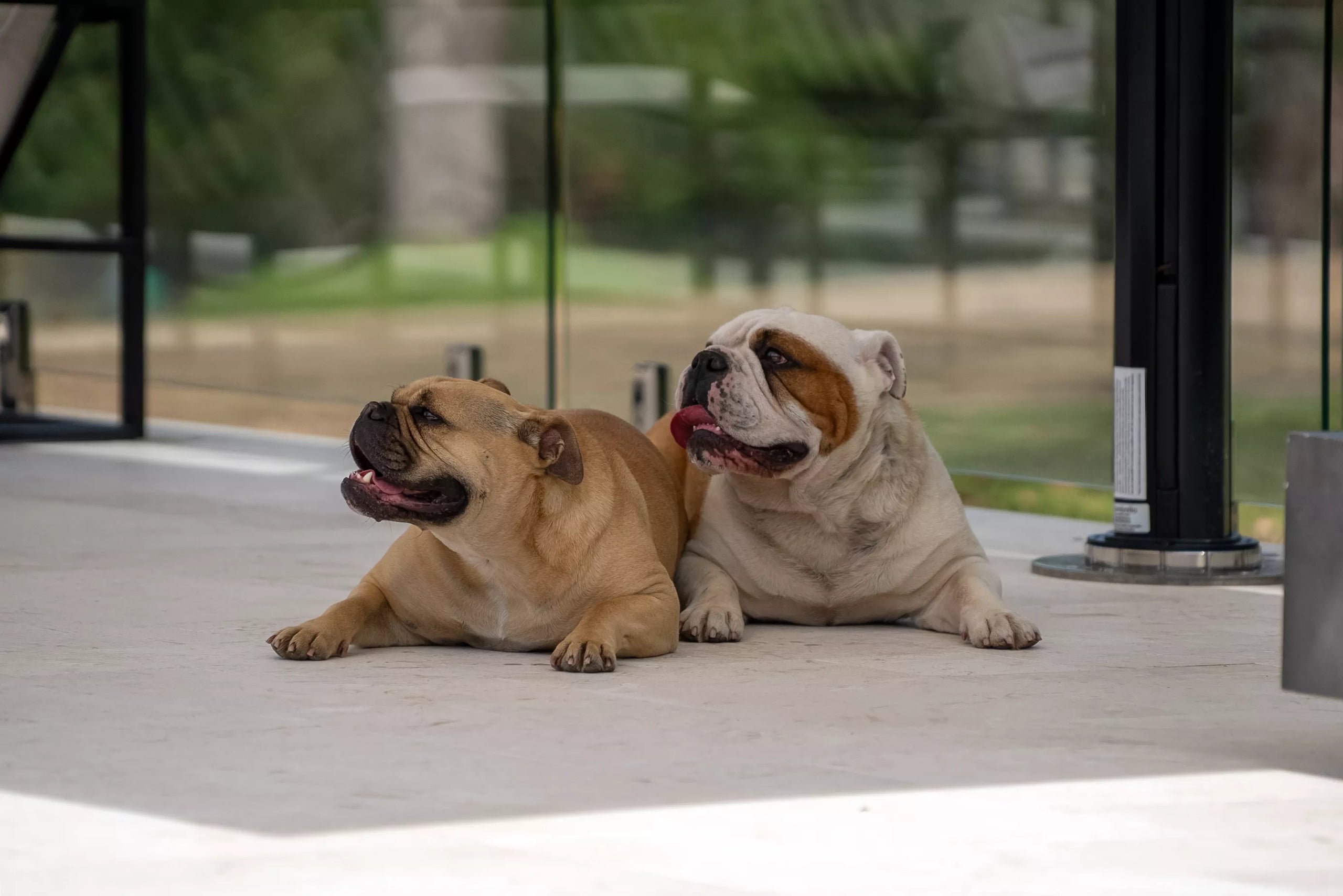 Two bulldogs sitting on a wooden deck with a blurred outdoor background